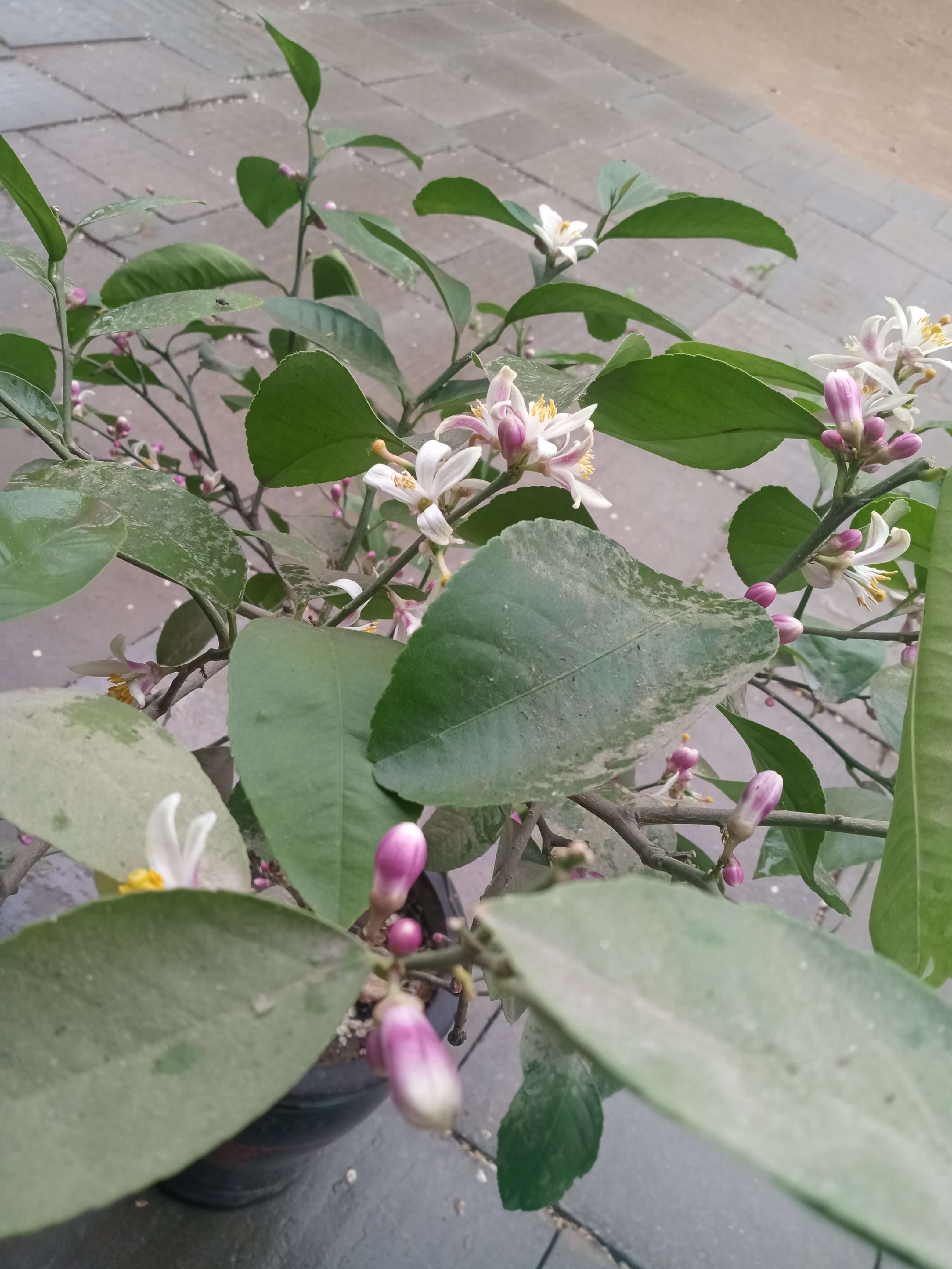 柠檬也开花了，好耶
